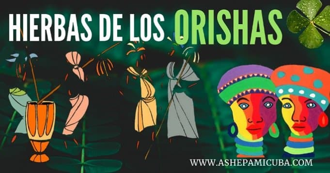 Hierbas de los Orishas