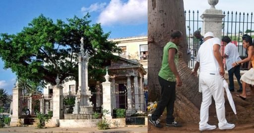 the ceiba of Havana