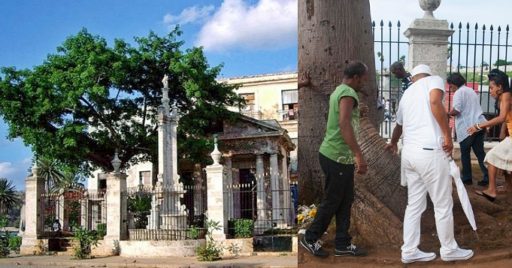 la ceiba de la Habana