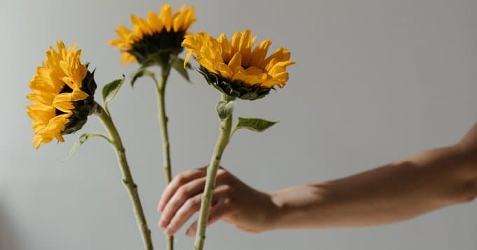 Girasoles para la Orisha Oshún