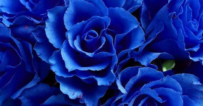 Rosas azules para Yemayá