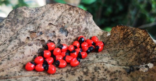 Peony seeds