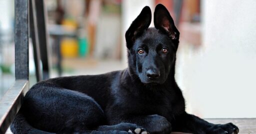 El perro de Shangó