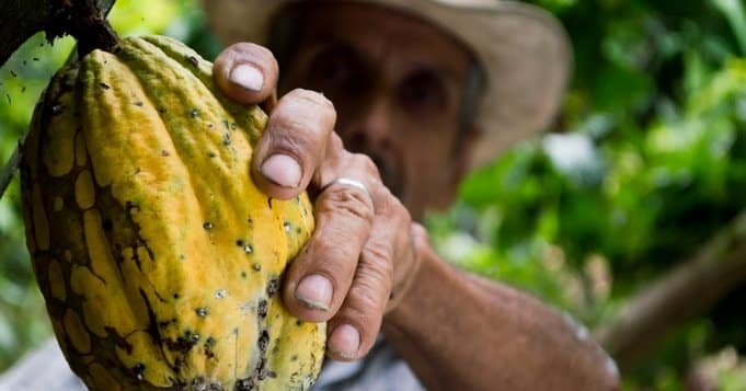 Fruto del Cacao