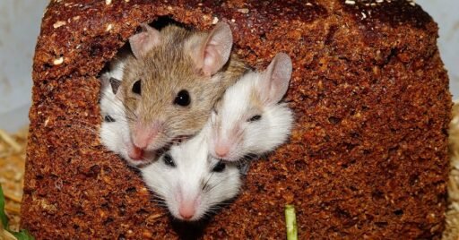 Pataki orula y los ratones