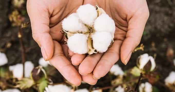 Obatala cotton