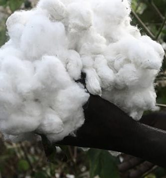 Algodón en la Santería