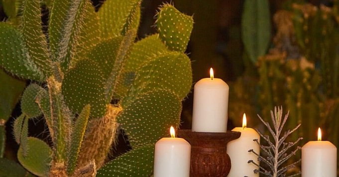 Cactus esoteric meaning