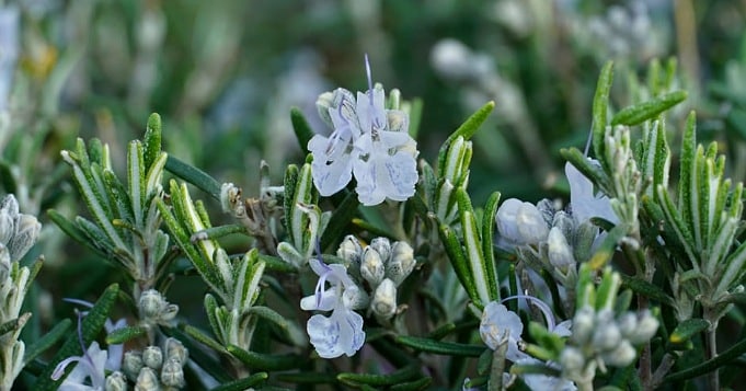 Salvia rosmarinus conocida popularmente como Romero