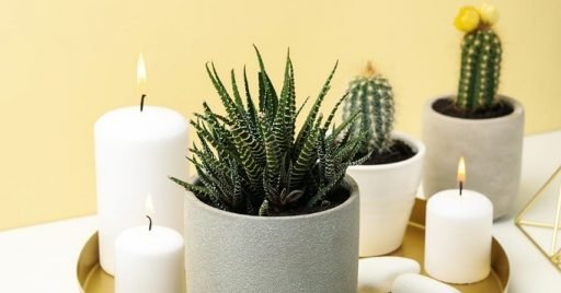 Spiritual meaning of the cactus