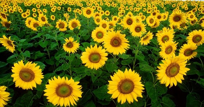 Campo de girasoles