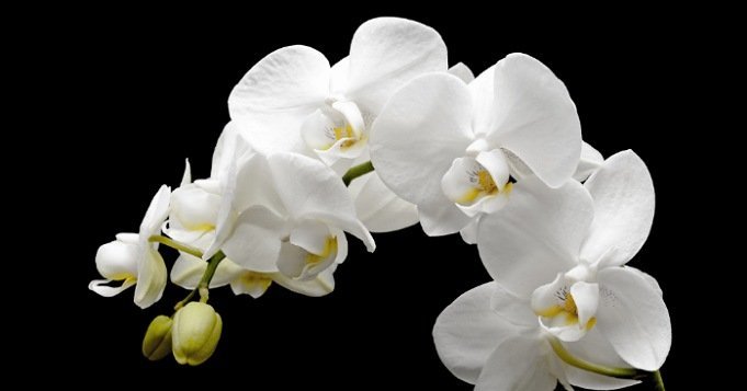 Flor de orquídea