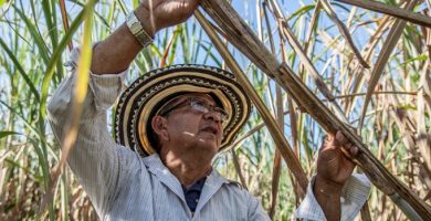 Plantas de Shang&oacute; Ca&ntilde;a de az&uacute;car