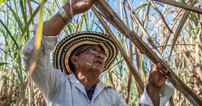 Plantas de Shangó Caña de azúcar