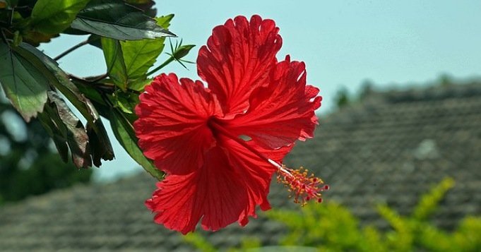 Flor marpacífico