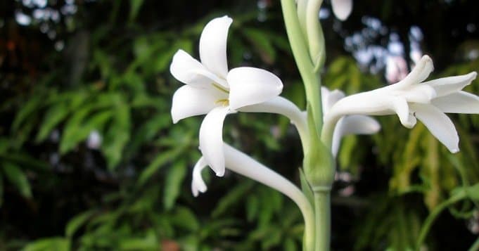 Flores de azucena