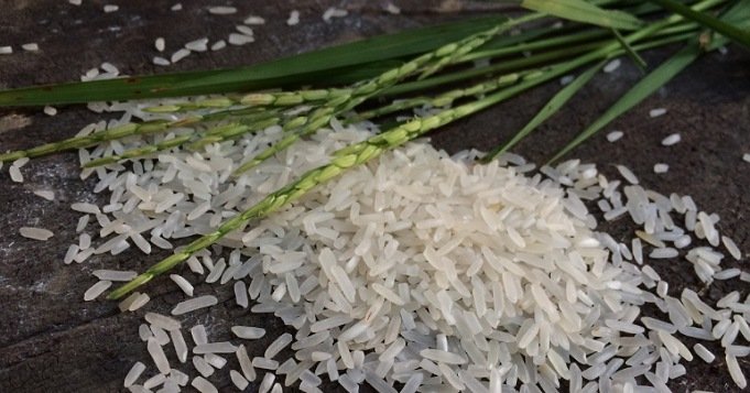 Regar arroz en la casa