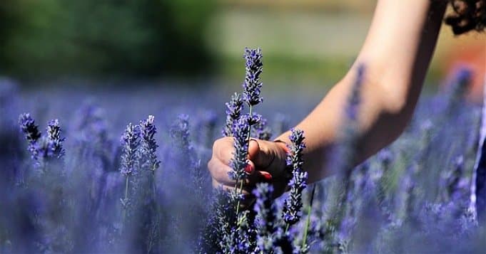 Flores de lavanda