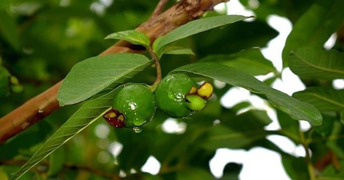 Garabato de planta de guayaba para Eleguá