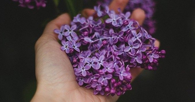 Planta de lavanda