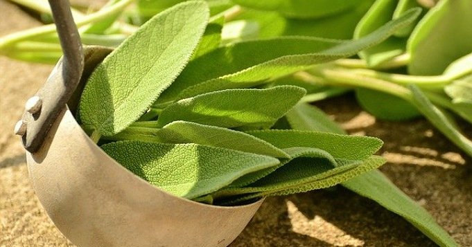 Planta de salvia blanca