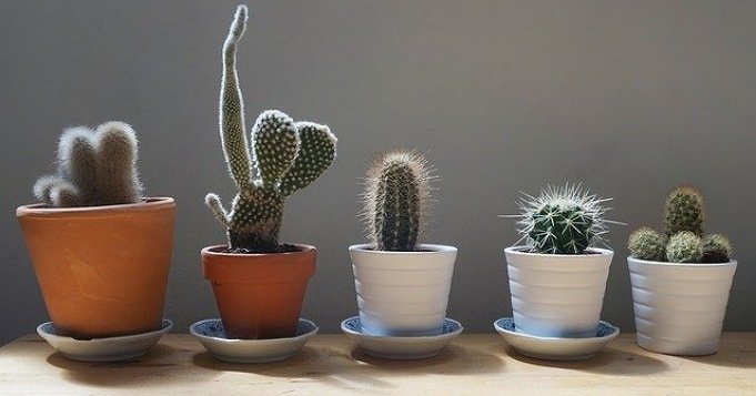 Plantas de cactus