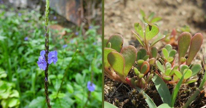 Obras para Olokun con plantas