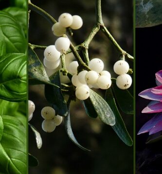 Plantas que protegen del mal