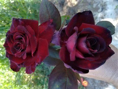 Black prince roses for Yemaya