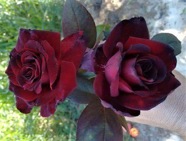 Rosas príncipes negros para Yemayá